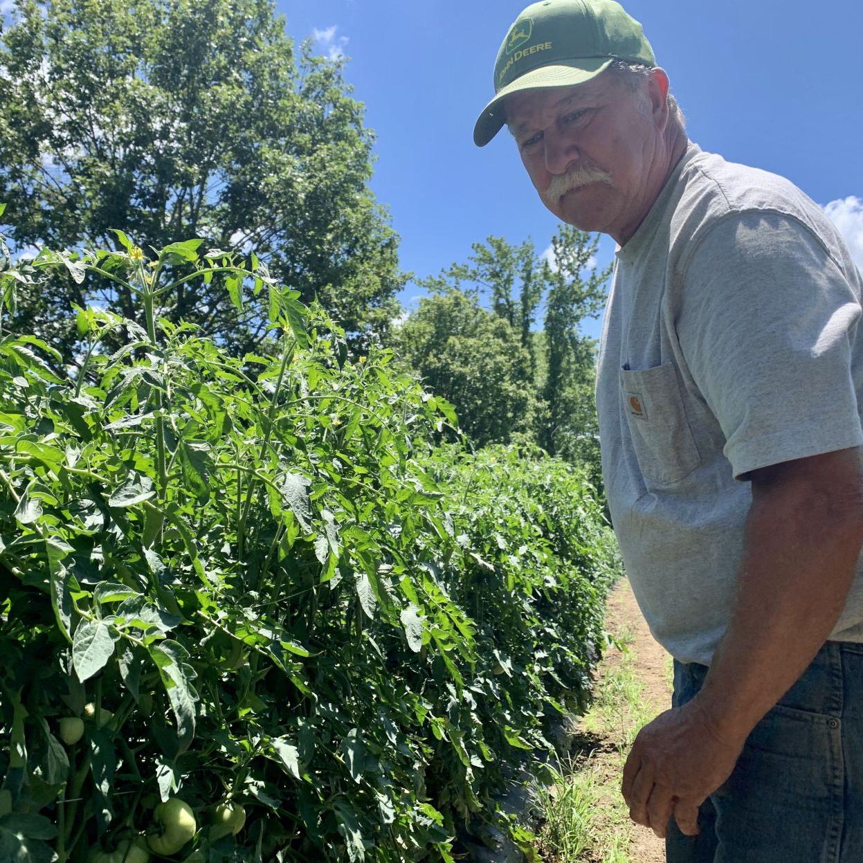 Albert looking at tomatoes